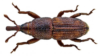 Sitophilus oryzae.jpg