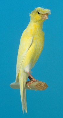 20111600017 Posture Canary - Rhinelander.jpg