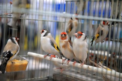 Carduelis-foggia.jpg